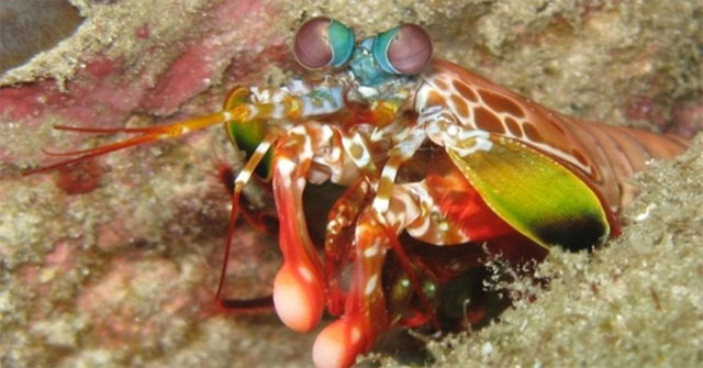 Những cặp mắt dị thường của động vật (II)