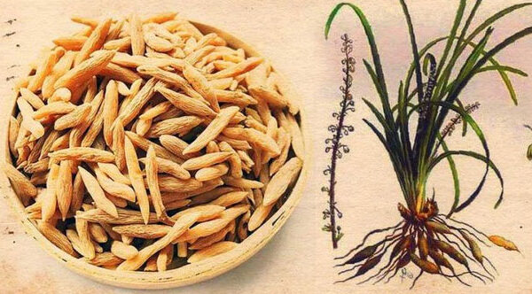 Việt Nam có một loại củ phơi khô được ví như "thuốc trường thọ"