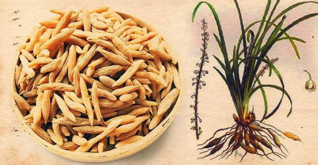 Việt Nam có một loại củ phơi khô được ví như “thuốc trường thọ”