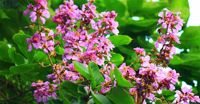Những lợi ích sức khoẻ và bài thuốc từ cây bằng lăng
