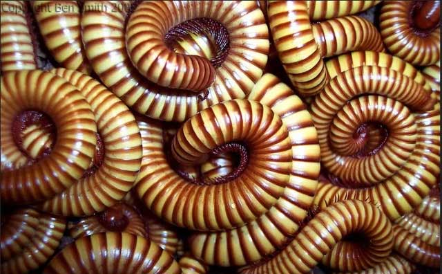 bay-ret-tau-hoa Bầy rết này khiến các chuyến tàu địa phương phải dừng hoàn toàn 8 năm một lần.