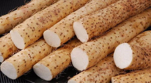Một loại củ phơi khô là "thuốc trường thọ" giúp dưỡng thận, kiểm soát đường huyết hiệu quả