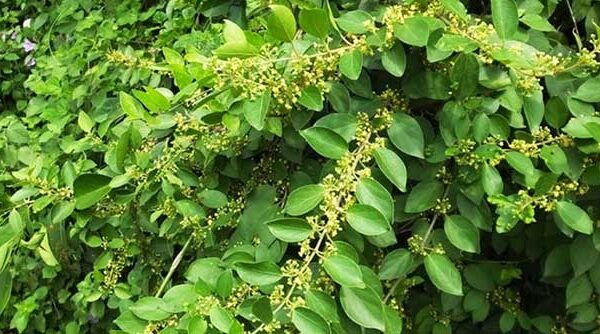 Loại cây là "dược liệu vàng" giúp kiểm soát đường huyết, hạ huyết áp hiệu quả