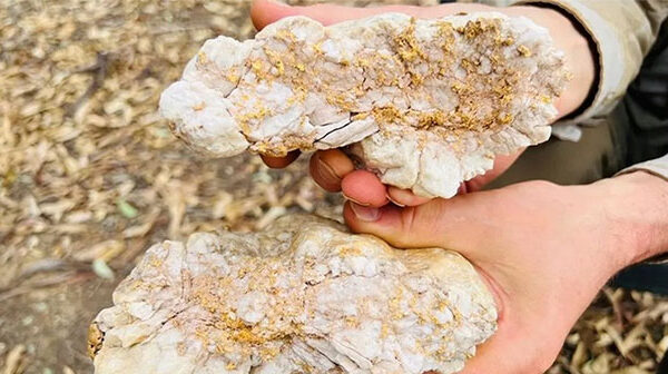 Người đàn ông bẻ đôi cục đá, phát hiện bên trong có 2,6kg vàng