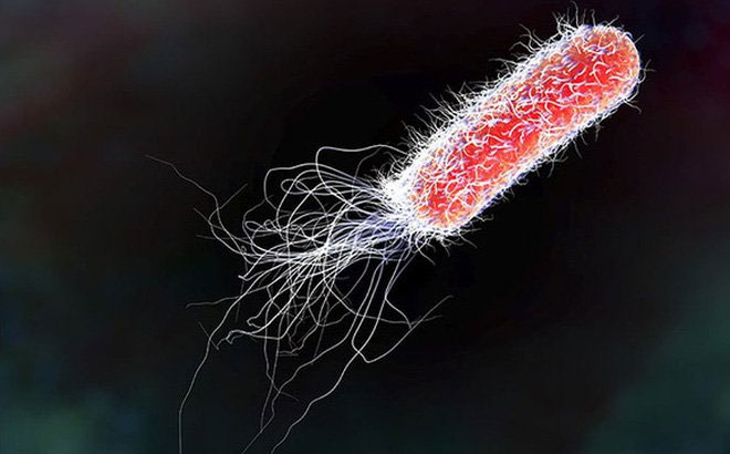 vi-khuan-e-coli Vi khuẩn E.Coli