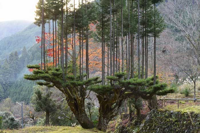 ki-thuat-daisugi
