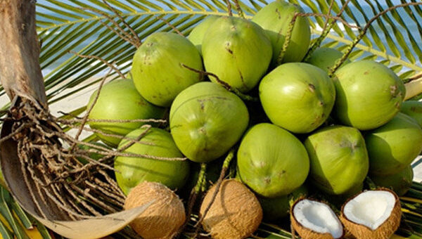 16 lý do để uống nước dừa