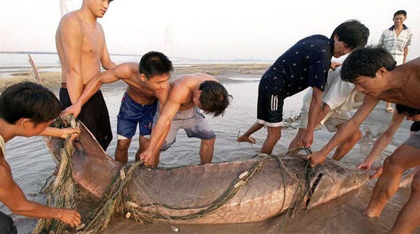 Con cá to nhất trong "thiên đường cá" của Trung Quốc lớn cỡ nào?