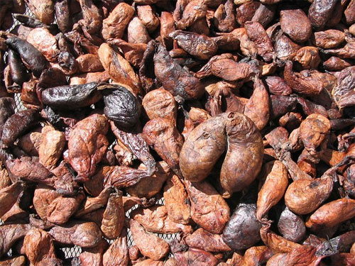 Những túi hương trong cơ thể hải ly sẽ được đem phơi khô dưới nắng Những loài vật hoang dã tự tỏa mùi thơm giống hệt Hàm Hương
