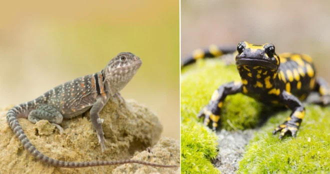 lizards-and-salamande Thằn lằn và kỳ nhông