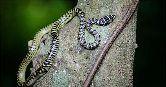 Loài rắn vô hại nhưng thường bị hiểu lầm là cực độc tại Việt Nam