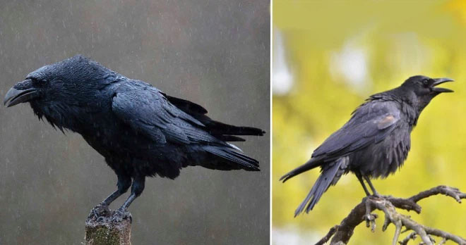raven-and-crow Raven và Crow