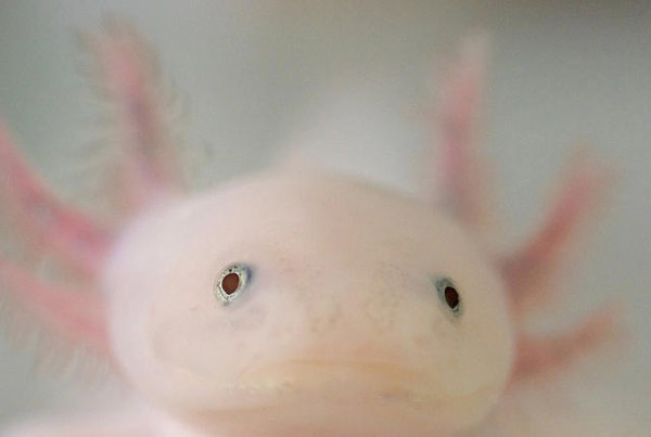 axolotl-1 Axolotl có nghĩa là “chó nước’