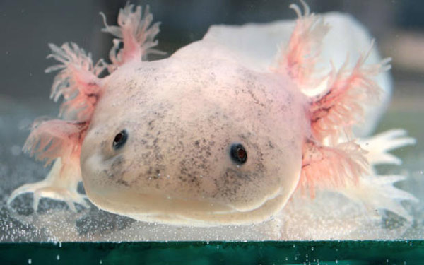 axolotl-7 Axolotl bị kích trưởng thành