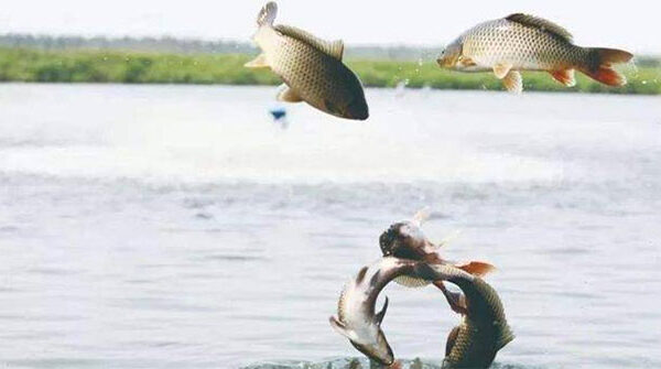 Sau khi sông chảy ra biển, lượng lớn cá nước ngọt đã đi đâu?