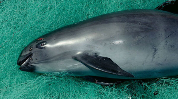 Loài cá heo cực hiếm này thực sự sắp tuyệt chủng, cả thế giới chỉ còn chưa đầy 10 con
