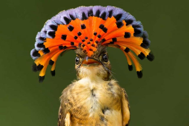 chim-bat-ruoi-hoang-gia Chim bắt ruồi Hoàng gia Amazonian