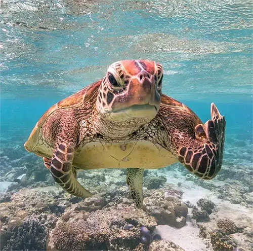 con-rua Rùa biển không thể rút hoàn toàn đầu và các chi vào trong mai.