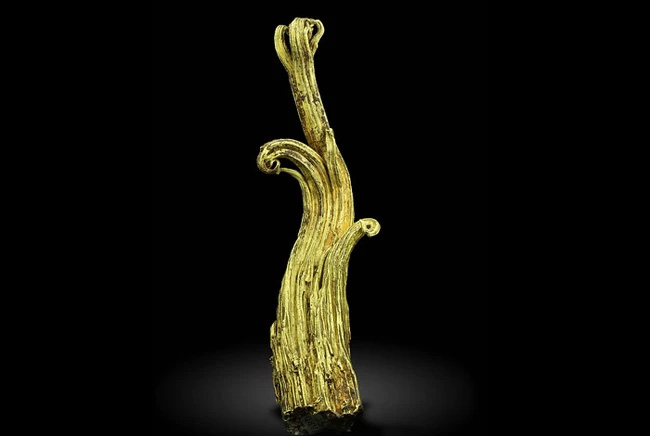 khoi-vang-rams-horn-1