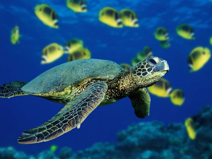 seaturtle Những sinh vật dựa vào từ trường để di trú như rùa, có thể bị mất phương hướng khi trái đất đảo cực