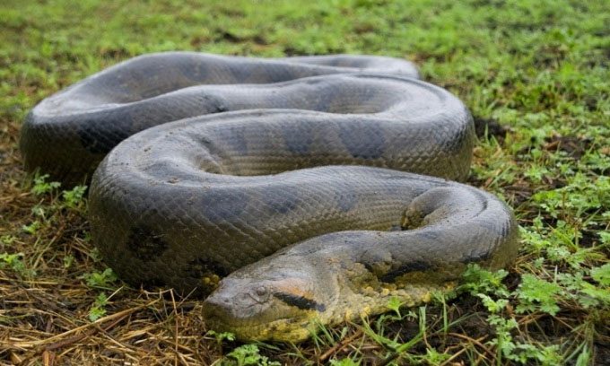 tran-anacoda-xanh Trăn anacoda xanh