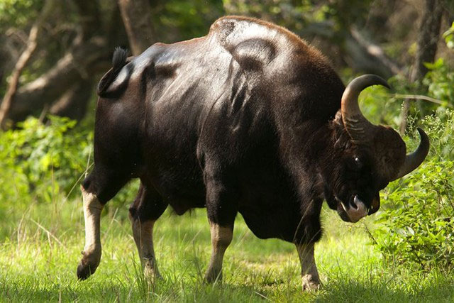 Bò tót Đông Nam Á là loài bò mang nhiều đặc tính quý hiếm.