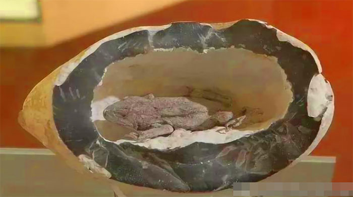 ech-trong-ham-mo-1 Con ếch đã nằm trong hầm mỏ tới 2 triệu năm.