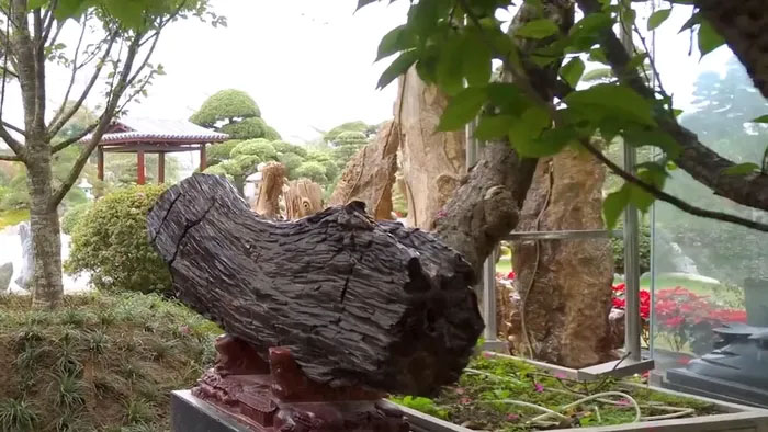 go-hoa-thach-4 Màu sắc của thân cây hóa ngọc cũng đa dạng, bao gồm: màu xám, màu nâu là phổ biến nhất