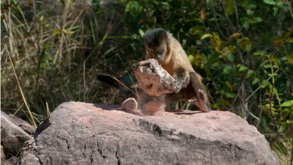 khi-capuchin Khỉ Capuchin đang ở trong "thời kỳ đồ đá" của riêng chúng