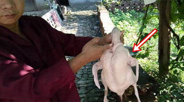 Mổ vịt bất ngờ đụng trúng "vật thể lạ trong suốt", tưởng đồ bỏ hóa ra giá hơn 300 tỷ