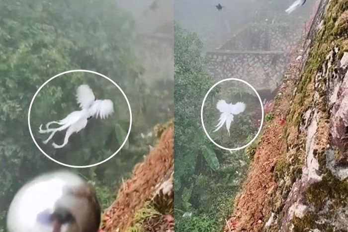 Dân mạng Trung Quốc xôn xao trước thông tin phượng hoàng trắng trong truyền thuyết xuất hiện.