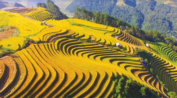 Ruộng bậc thang là gì? Ruộng bậc thang thường được làm ở đâu?