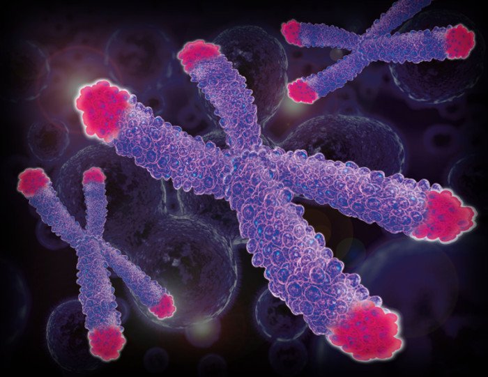 Các telomere (phần màu đỏ). Các telomere (phần màu đỏ).